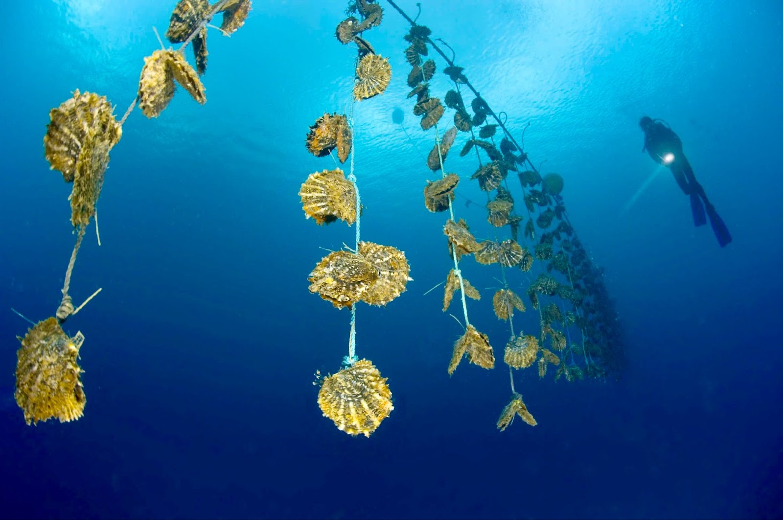 Hoang Gia Pearl: The Story Behind Vietnam’s Legendary Pearl Jewelry